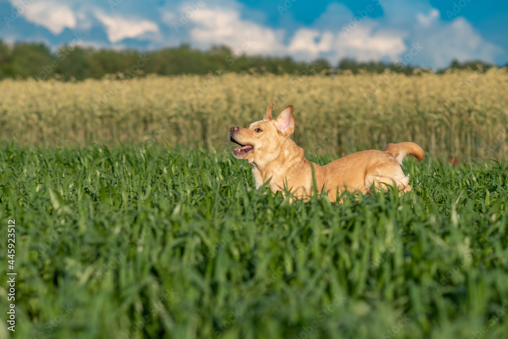 Young beautiful purebred labrador retriever playing outdoors. Young beautiful purebred labrador retriever playing outdoors.