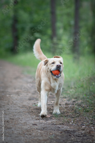 Young beautiful purebred labrador retriever playing outdoors.