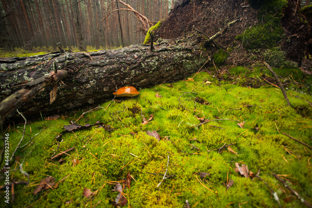 A fallen tree with protruding roots in the middle of the forest. A Polish mushroom grows from under the tree. Vegetarian food is grown in an egological place. A fallen tree with protruding roots in the middle of the forest. A Polish mushroom grows from under the tree. Vegetarian food is grown in an egological place.