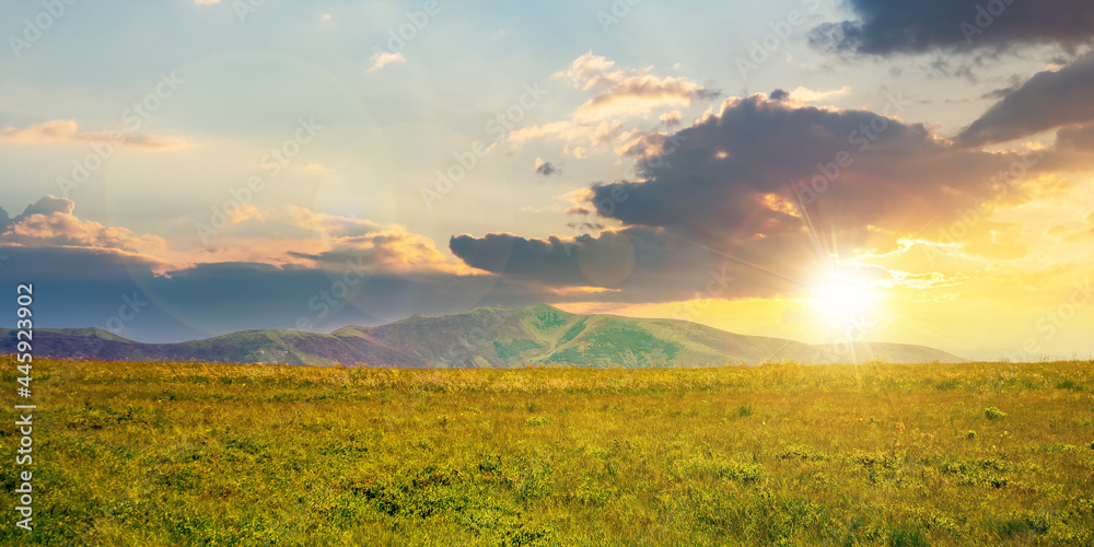 alpine mountain meadow in summer at sunset. beautiful landscape of carpathians in evening light