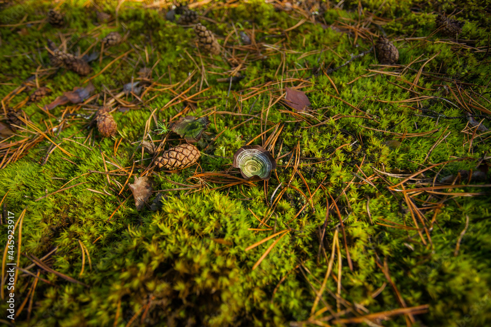 Mushroom toadstool on a background of green grass. There is a pine cone and needles next to the mushroom. Mushroom toadstool on a background of green grass. There is a pine cone and needles next to the mushroom.