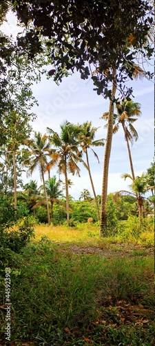 Wallpaper Mural palm trees at sunset Torontodigital.ca