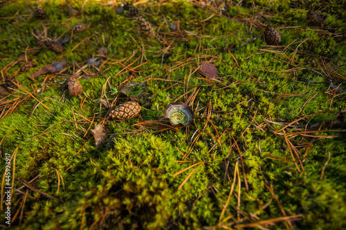 Mushroom toadstool on a background of green grass. There is a pine cone and needles next to the mushroom.