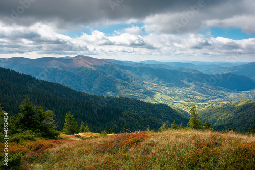 mountain landscape in dramatic weather. beautiful carpathian countryside in autumn. coniferous trees on colorful grassy meadows in dappled light. rural valley in the distance. cloudsy on the sky