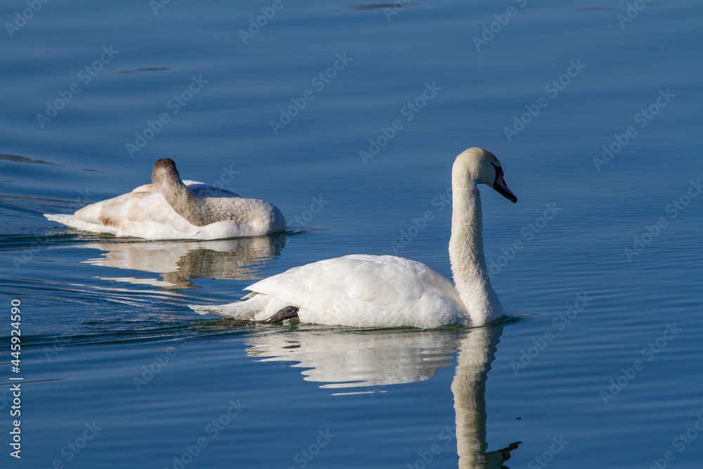 Fotografie Swans on the Olt, Romania