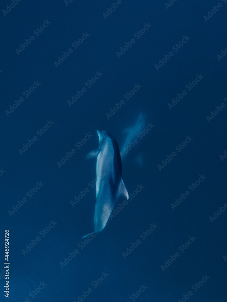 Aerial view of bottlenose dolphins in sea. Aquatic animal in sea