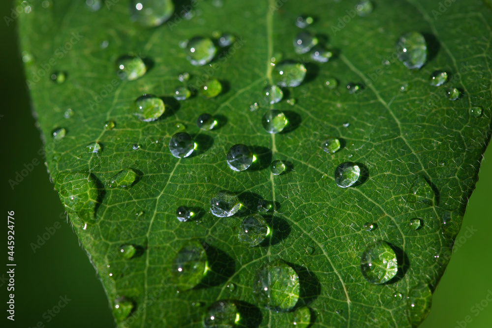 green leaf with water drops after rain, natural background green leaf with water drops after rain, natural background