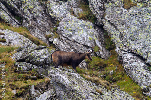 Chamois in the mountains