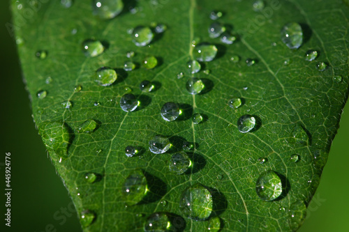 green leaf with water drops after rain, natural background