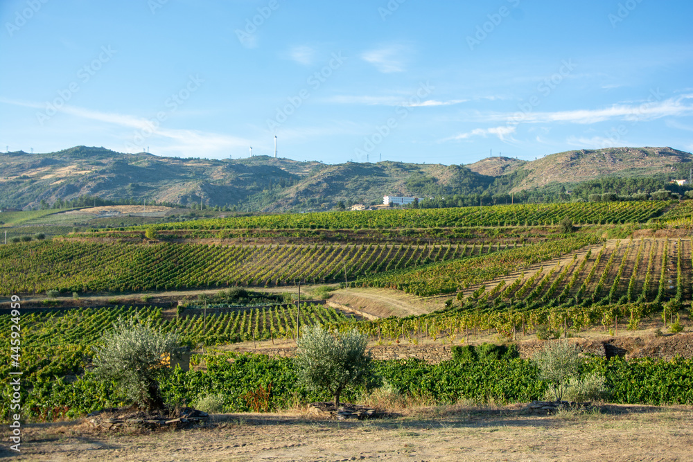 Land planted with vines for the wine harvest