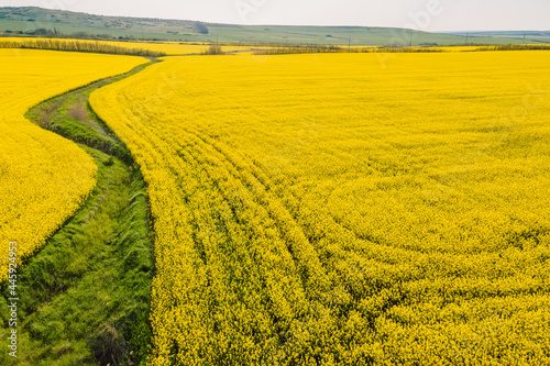 Blooming yellow rapeseed field with evening light. Aerial view with textures