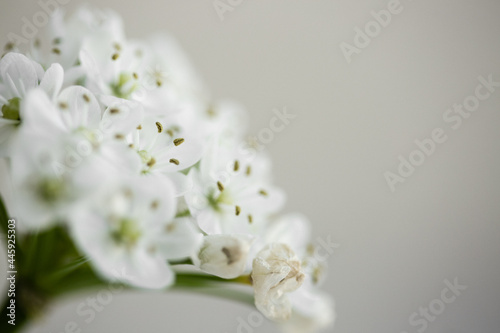 nasturtium flowers 