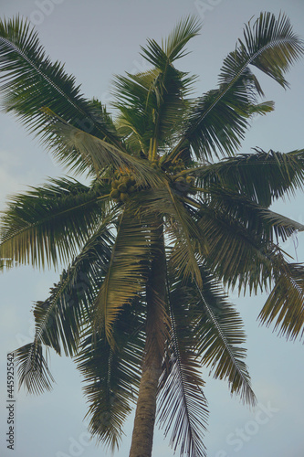 Coconut palm tree against blue sky and sunlight in summer  