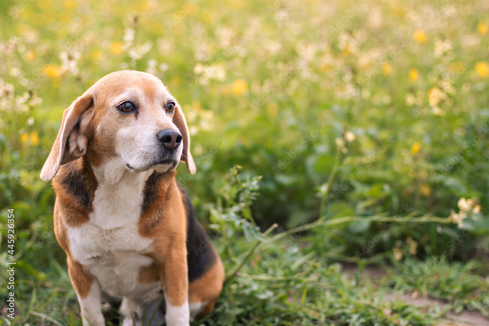 Portrait of a beagle in field of flowers