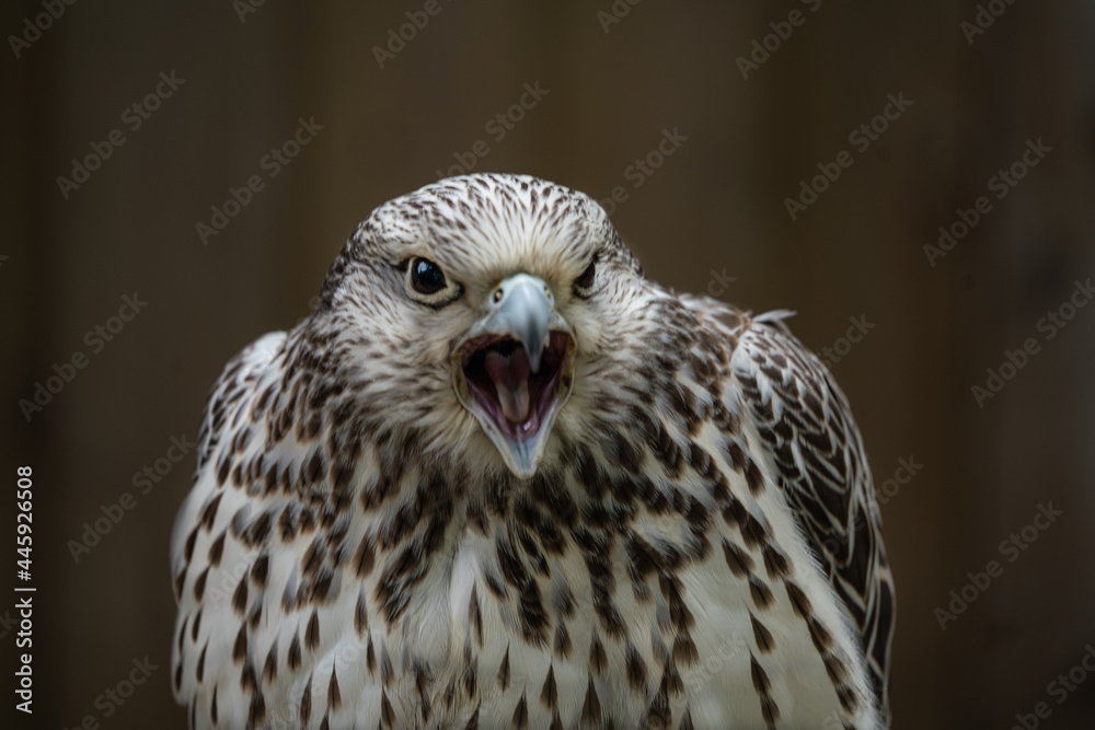 Kestrel Kestrel