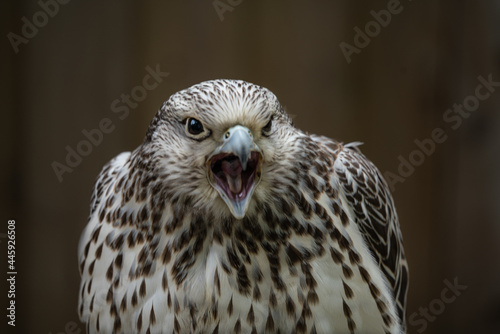 Kestrel
