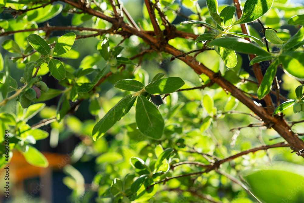 branch of green honeysuckle. close-up.