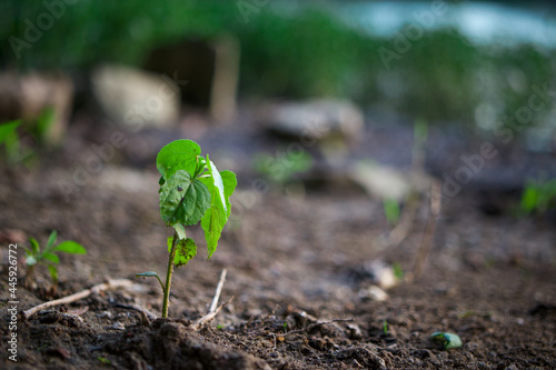 Small green leafy sprout plant in rich soil