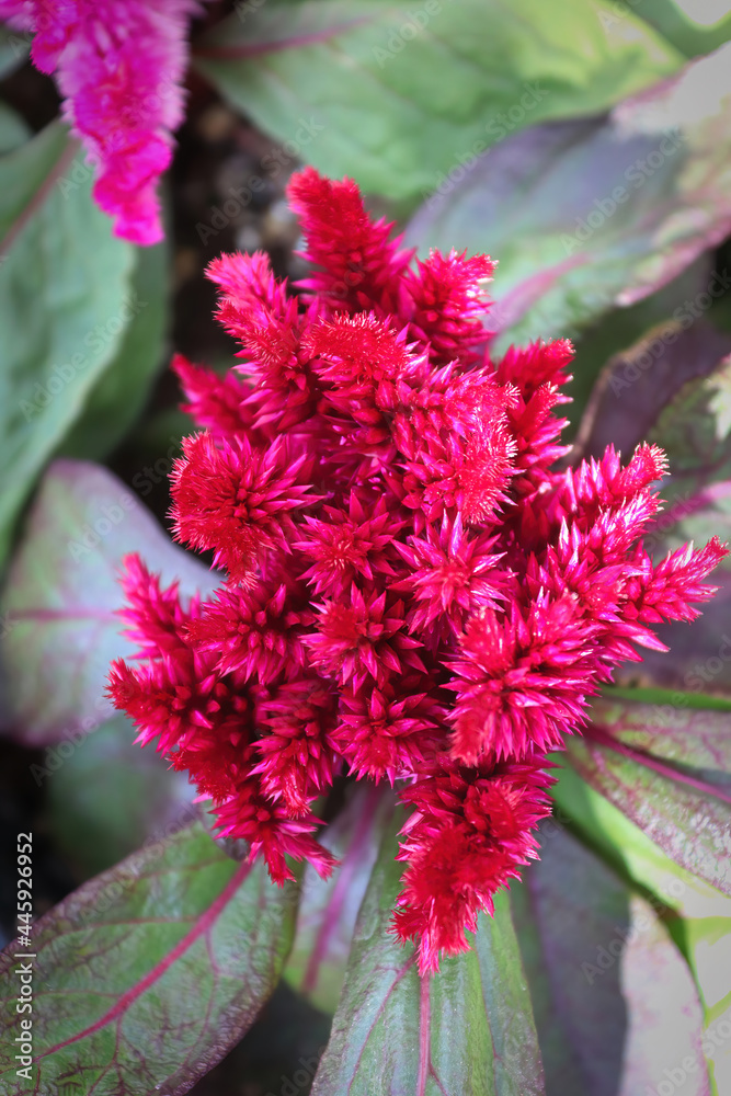Closeup of a Celosia pink coral like flower Closeup of a Celosia pink coral like flower