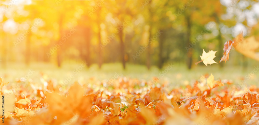 Fall banner. Beautiful autumn yellow and red foliage in golden sun. Falling leaves natural background copy space, selective focus landscape - obrazy, fototapety, plakaty 