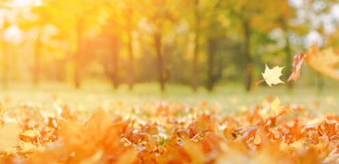 Fall banner. Beautiful autumn yellow and red foliage in golden sun. Falling leaves natural background copy space, selective focus landscape