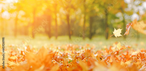 Fall banner. Beautiful autumn yellow and red foliage in golden sun. Falling leaves natural background copy space, selective focus landscape