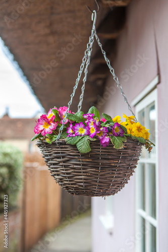Multicolored primrose in a wicker willow basket  hung for decoration at the entrance to an old English house