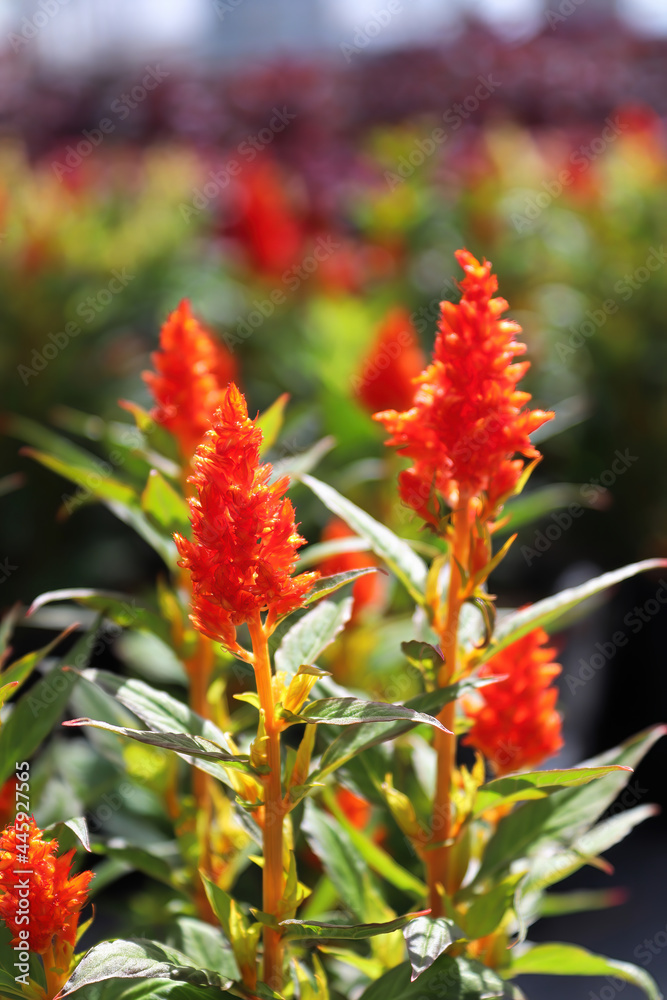 Fototapeta premium Rows of red Celosia flowers growing in spring