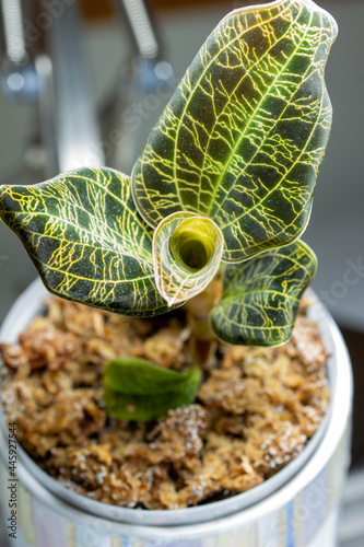 Macro abstract view of a potted jewel orchid (macodes petola) houseplant with leaves that have unusual iridescent golden veins that resemble lightning, with neutral defocused background photo