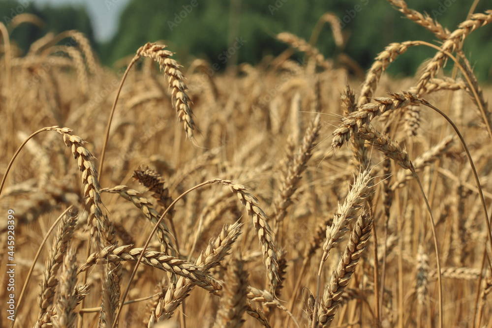 Fototapeta premium Ripe ears of wheat