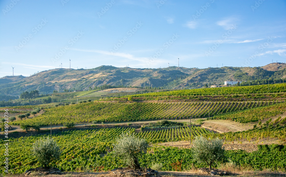 Land planted with vines for the wine harvest