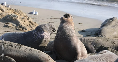 Juvenile male Northern Elephant Seals briefly challenge each other on the beach in San Simeon, CA.