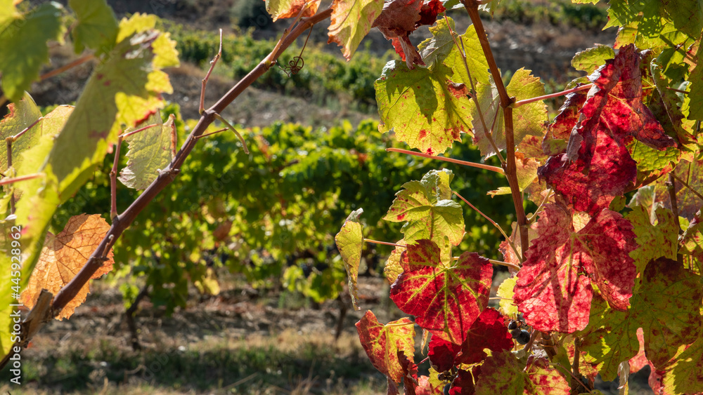 Red and green grapevine leaf, autumn Red and green grapevine leaf, autumn