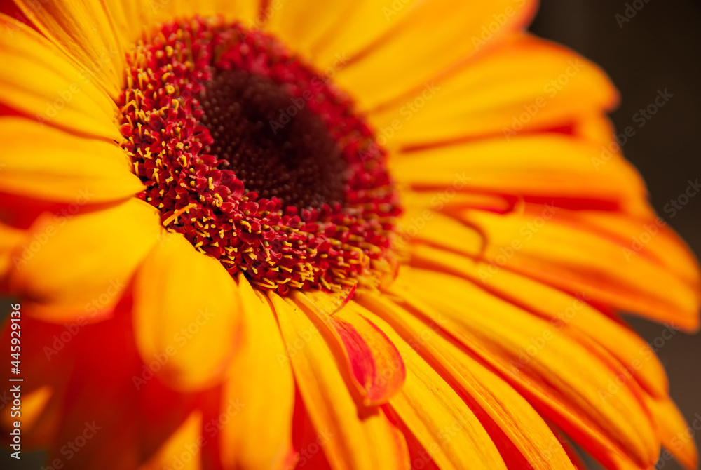 Beautiful flower - herbera. Macrofotography. Light and shadow. Beautiful flower - herbera. Macrofotography. Light and shadow.