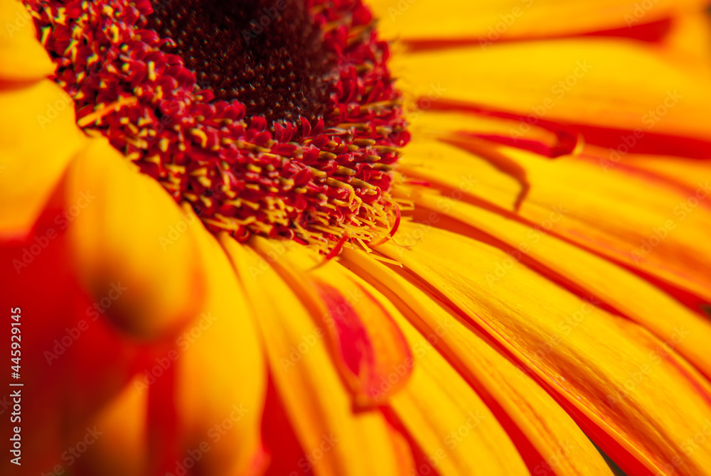 Beautiful flower - herbera. Macrofotography. Light and shadow. Beautiful flower - herbera. Macrofotography. Light and shadow.