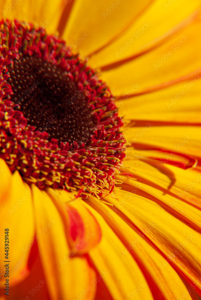 Beautiful flower - herbera. Macrofotography. Light and shadow. Beautiful flower - herbera. Macrofotography. Light and shadow.