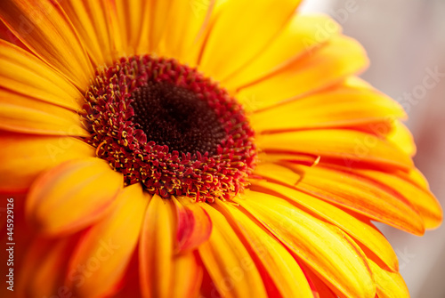 Beautiful flower - herbera. Macrofotography. Light and shadow.