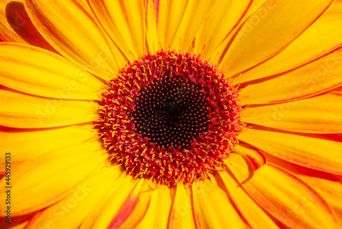 Beautiful flower - herbera. Macrofotography. Light and shadow.