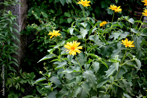 bush of yellow flowers  close-up as texture for background