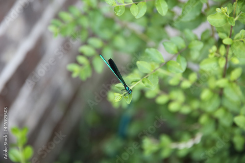 Shallow focus of a gragonfly on le photo