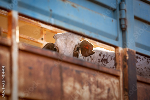 The bull in a cattle road train on a remote cattle station in Northern Territory in Australia at sunrise.
 photo