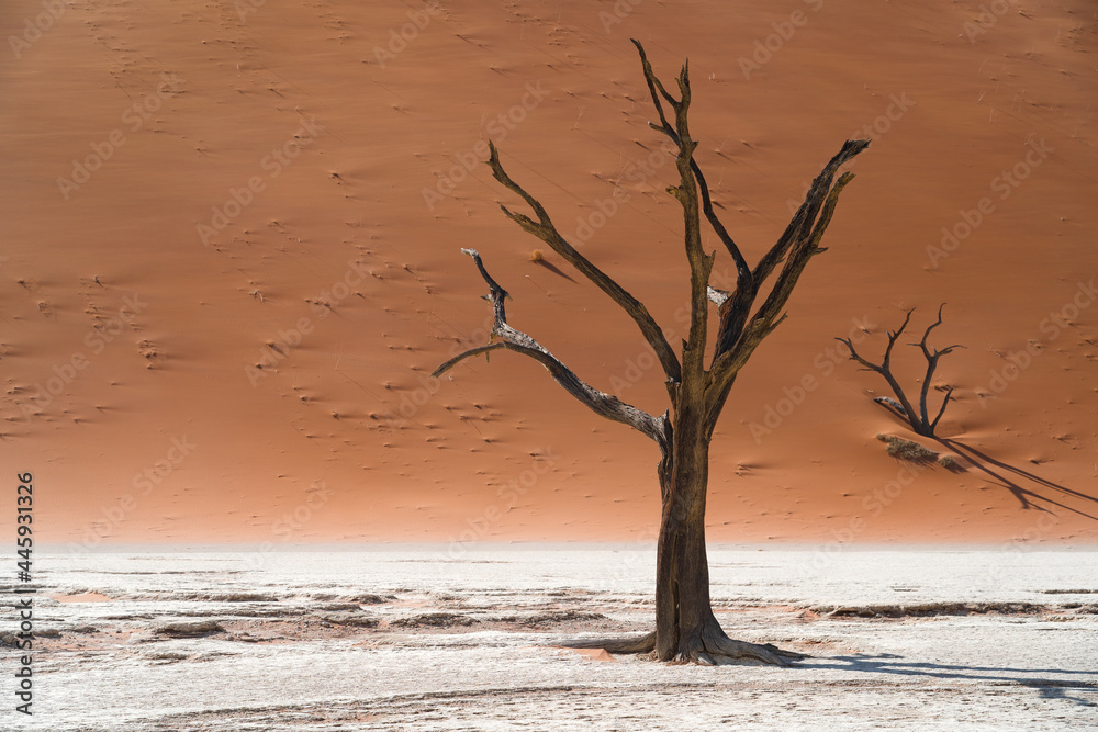 Dead Camelthorn tree against towering sand dunes at Deadvlei in the Namib desert, Namib-Naukluft National Park, Namibia. Dead Camelthorn tree against towering sand dunes at Deadvlei in the Namib desert, Namib-Naukluft National Park, Namibia.