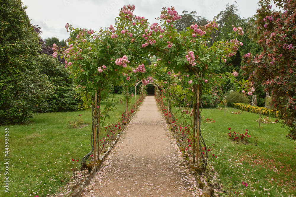 Path of a garden with tunnel of roses.