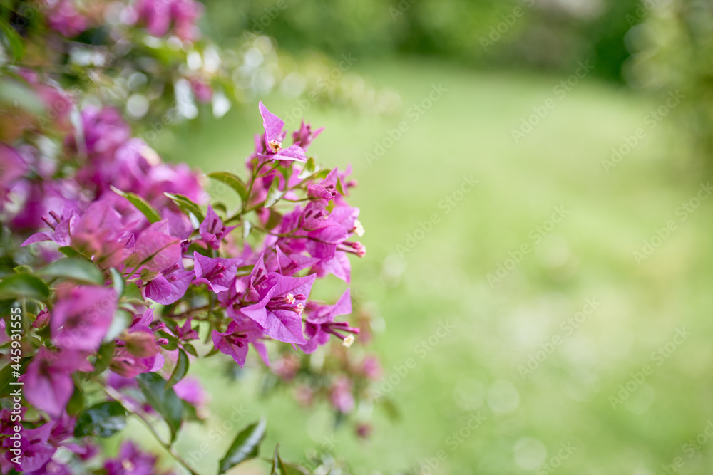 Close-up of pretty violet flowers and green blur background. Close-up of pretty violet flowers and green blur background.