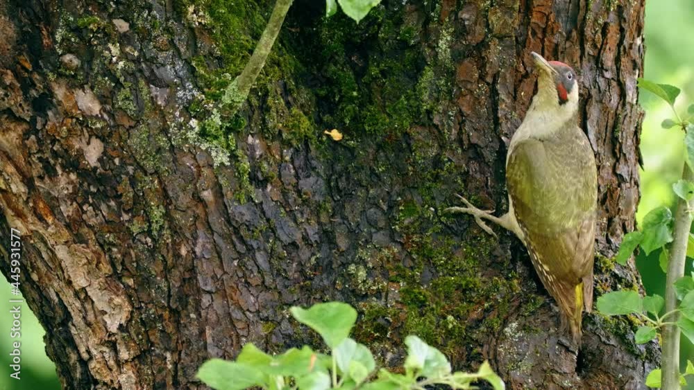 European green woodpecker (Picus viridis) nest, bird feeding chicks in a tree hole