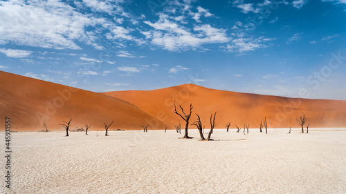 Panoramic view of Deadvlei in the Namib-Naukluft National Park  Namibia  Africa.