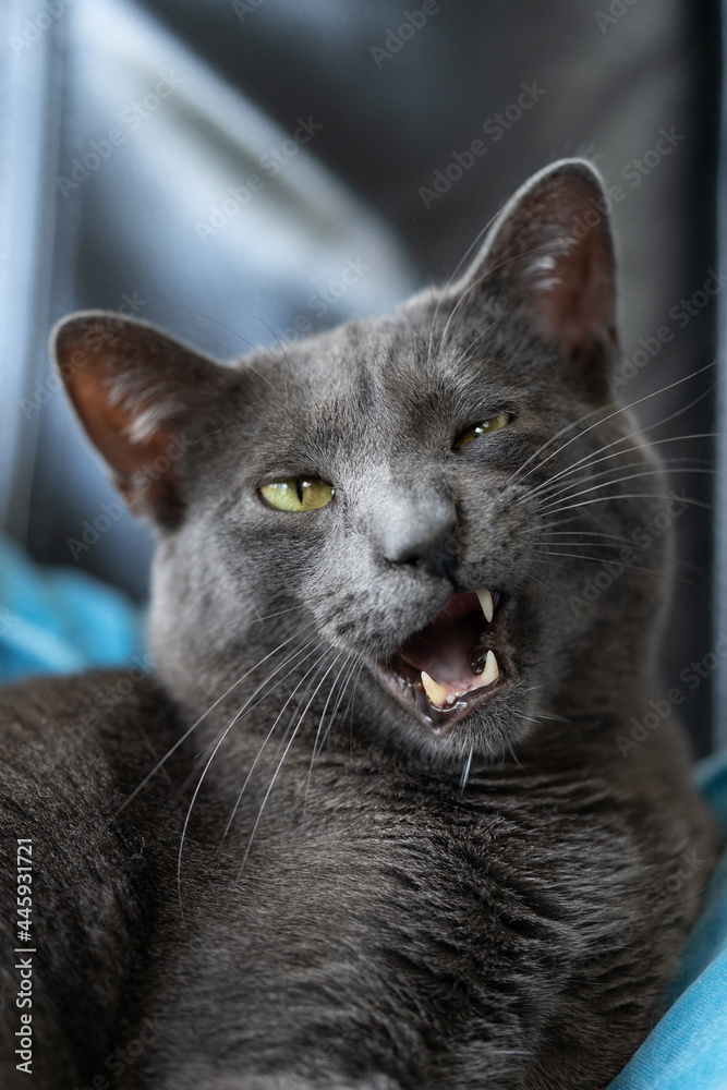 Grey lazy russian blue cat lying on a coach with quirky open mouth looking funny