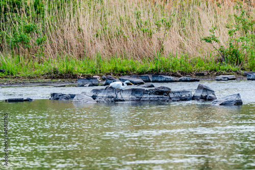 Great blue and white herons by the st. Lawrence river side  