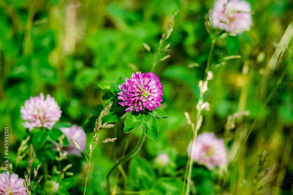 Flowers in the garden Flowers in the garden