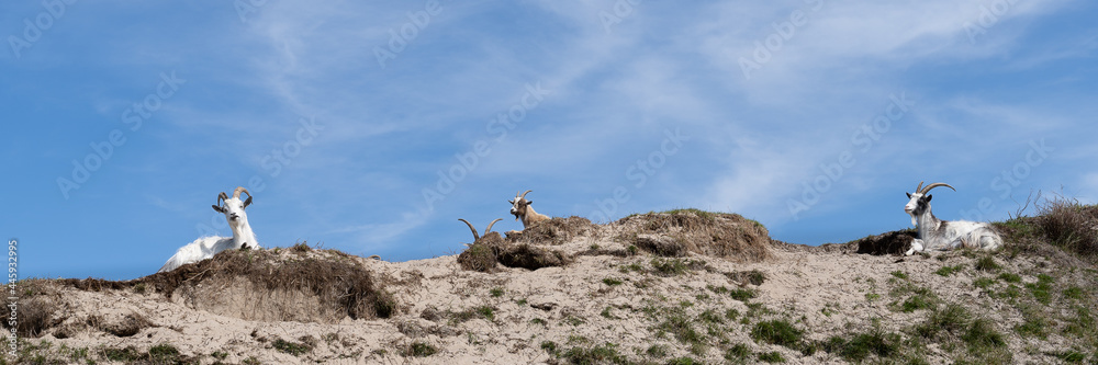 Group of goats lying in a dune landscape panorama
